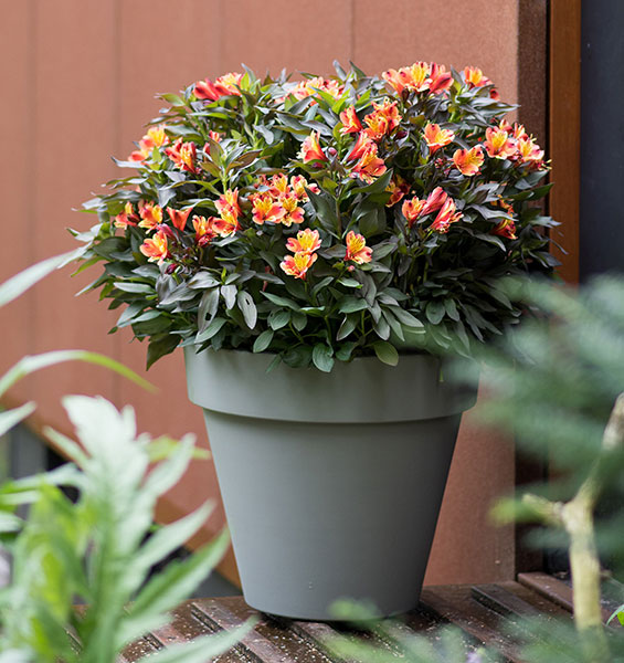 Alstroemeria Indian Summer®