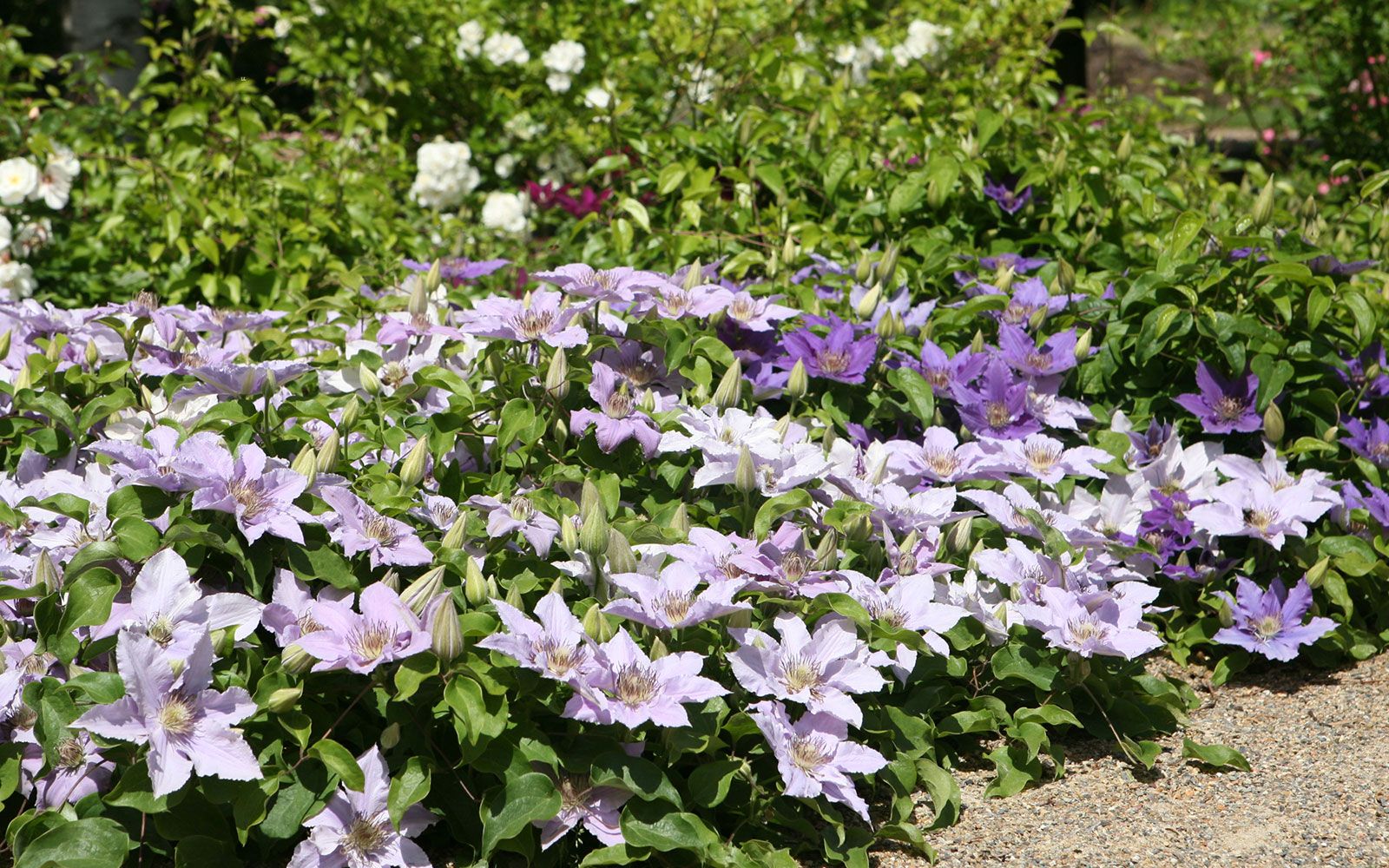 Clematis Tudor Patio® Filigree™