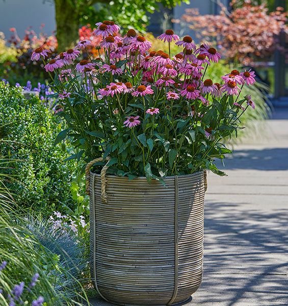 Echinacea Awake