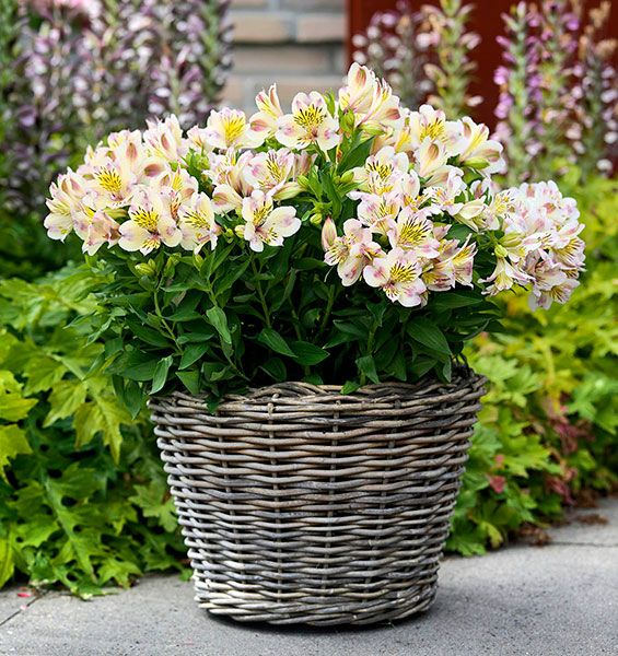 Alstroemeria Times Valley® 