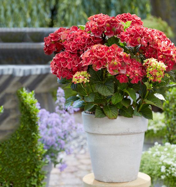 Hydrangea Macrophylla