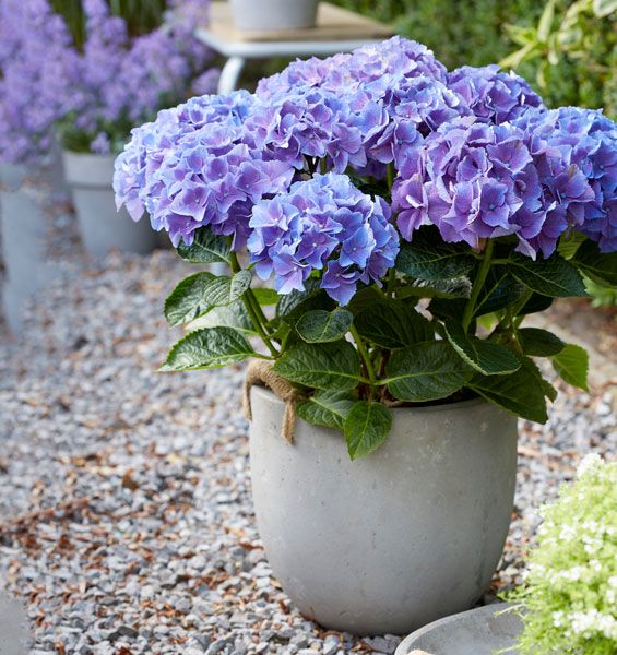 Hydrangea Macrophylla