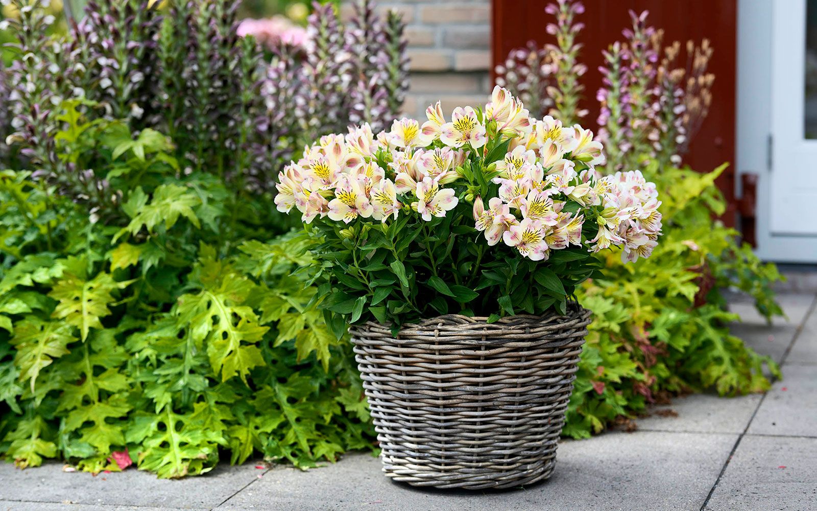 Alstroemeria Times Valley® 