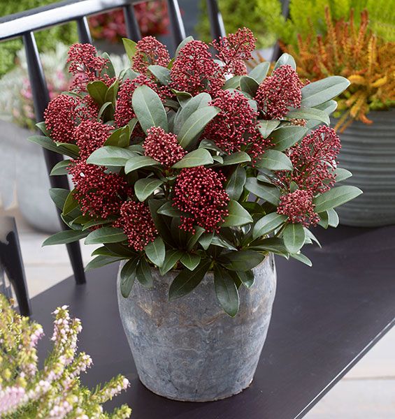 Skimmia Rubella