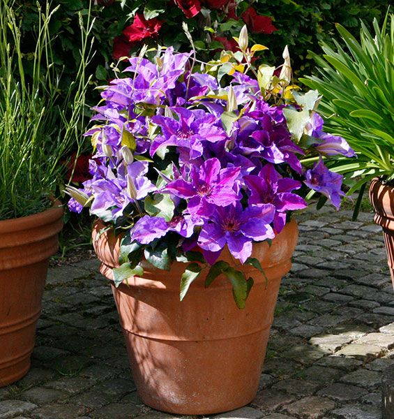 Clematis Tudor Patio® Guang™